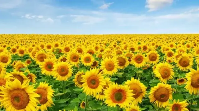 Ayçiçek alım fiyatı ne kadar oldu?