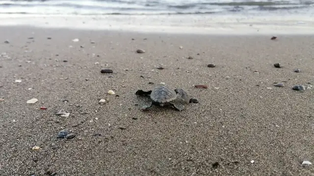 210,000 baby sea turtles reached Mediterranean this season from Turkish coastal province
