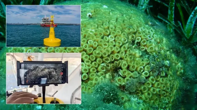 Mercanları koruma projesi başladı