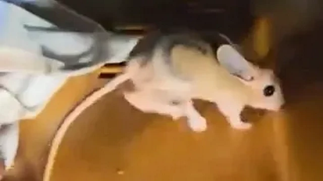 Vatandaş, cep telefonu kamerasıyla tavşanı görüntüledikten sonra doğaya saldı.