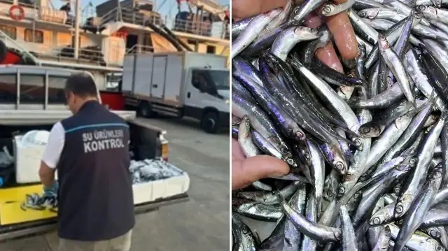  Hamsilerin yalnızca belirlenen karaya çıkış noktalarından çıkarılması zorunlu.