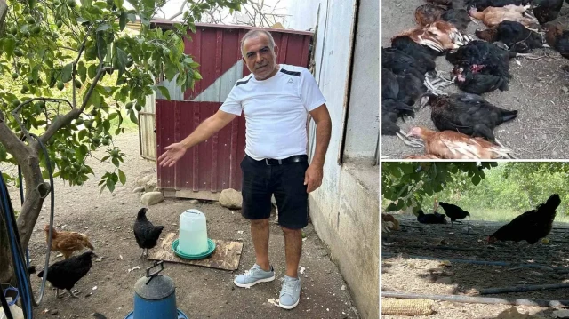 Hatay.