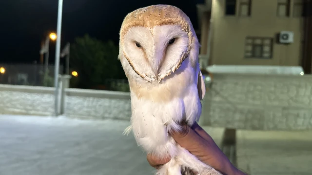 Sinop'un Gerze ilçesinde aracın çarpması sonucu yaralanan peçeli baykuş korumaya alındı.