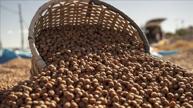 12 aylık dönemde borsalarda 649 bin 432 ton fındık satıldı.