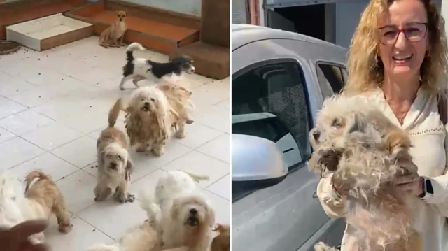 Hayvanlar ekipler tarafından teslim alındı.