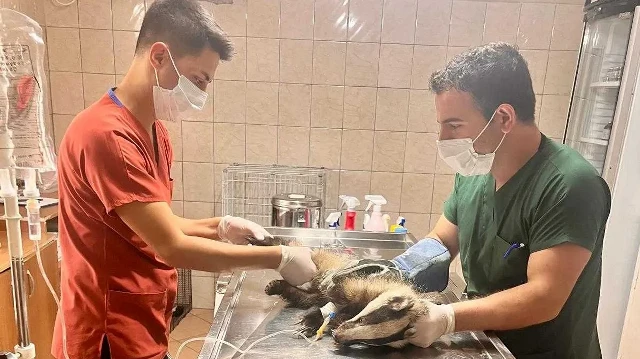 Tedavisi tamamlanan porsuğun Doğa Koruma ve Milli Parklar Müdürlüğüne teslim edileceği belirtildi.