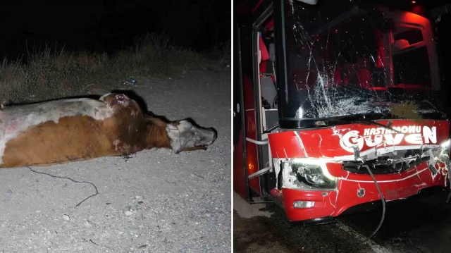 Kazada yolcu otobüsü ile cipte büyük oranda madde hasar oluşurken, 3 büyükbaş hayvan da telef oldu.