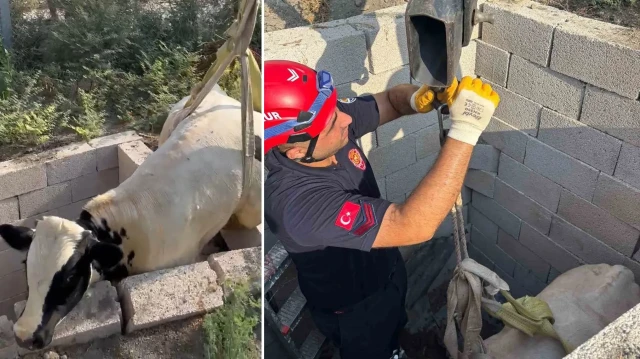 Vinç yardımıyla kısa sürede boğa, düştüğü tuvalet kuyusundan çıkarıldı.