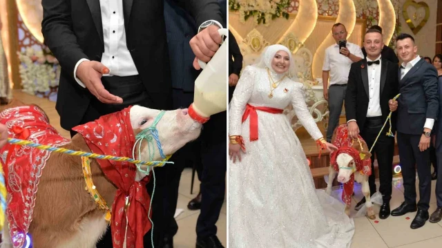 Takı töreninde çifte 3 aylık simental ırkı buzağı hediye edildi.