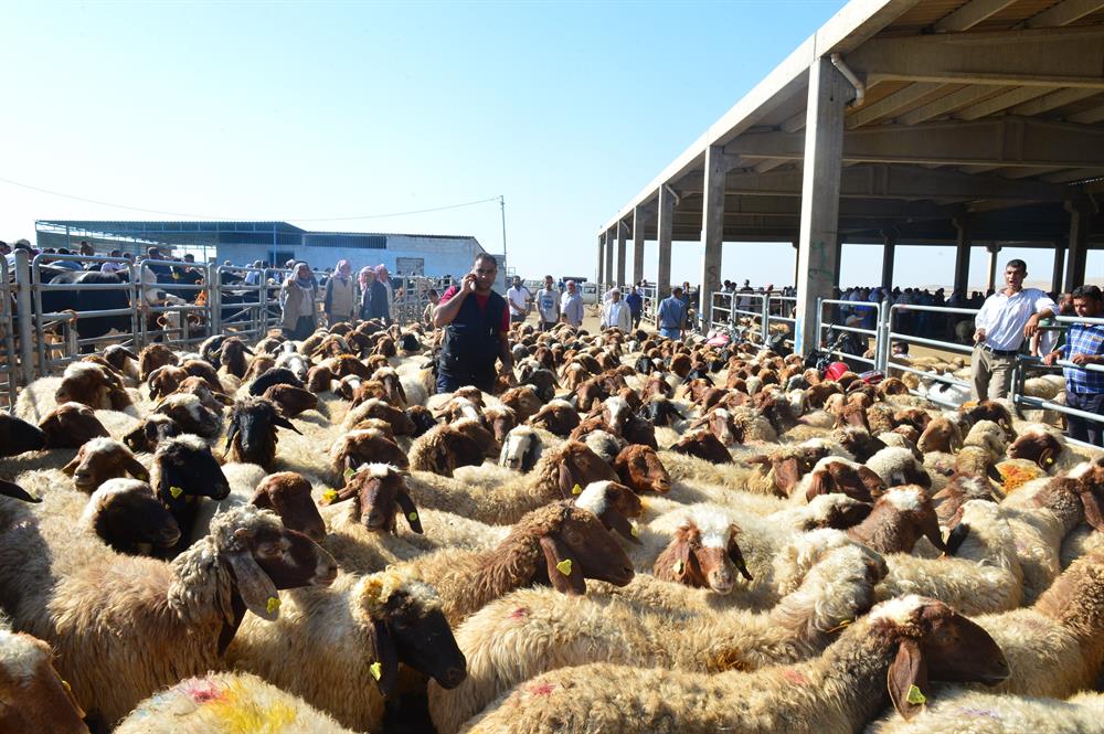 kurban ne zaman kesilir yeni safak