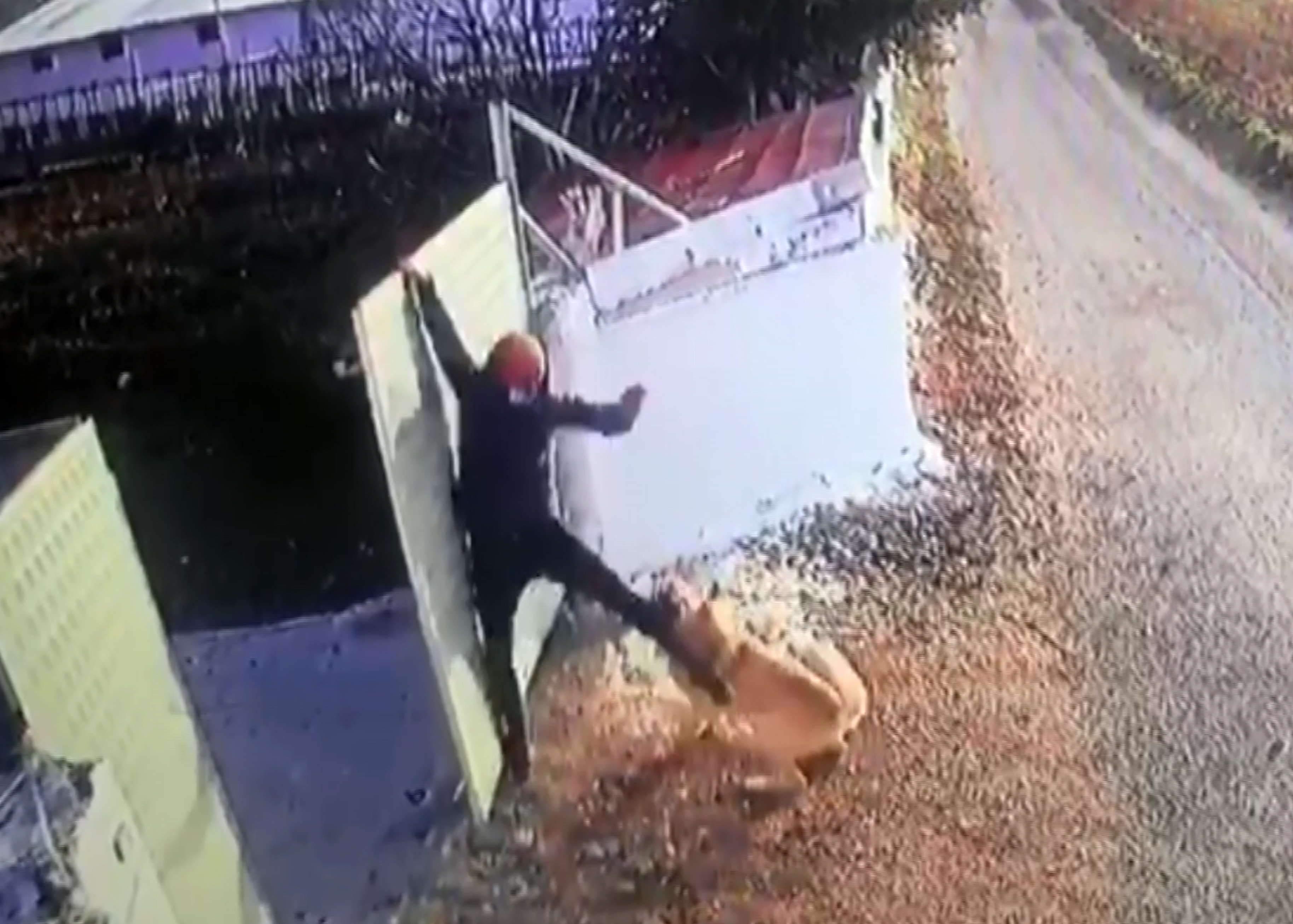 Bir köpek saldırısı daha: Öğretmen kaçmak için duvara tırmandı
