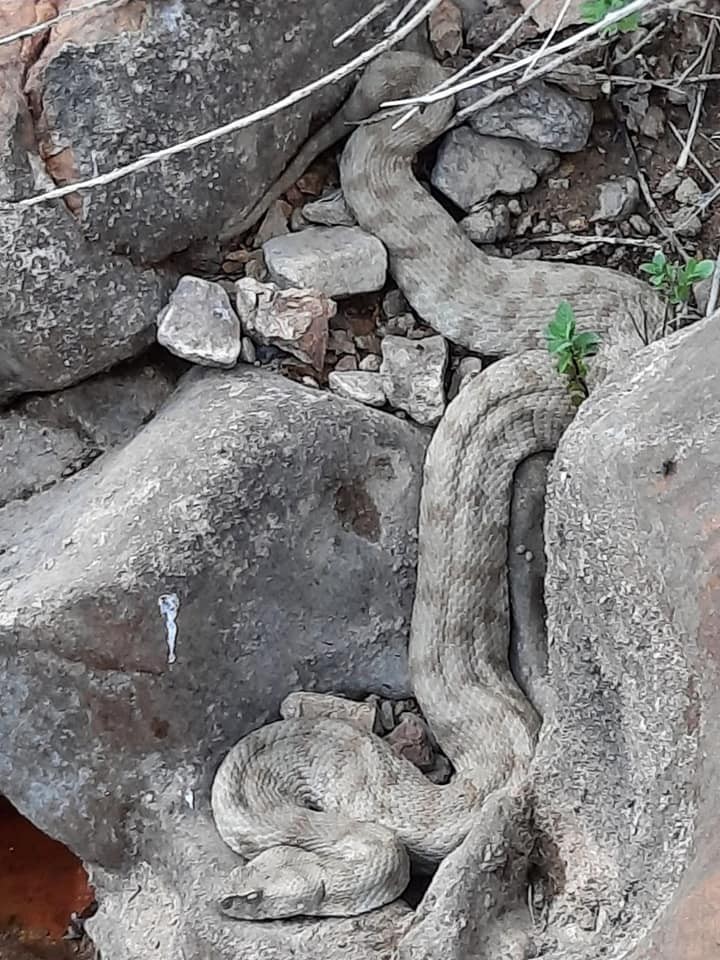Bilinen en zehirli yılanlardan biri olan 'koca engerek' Divriği'de ortaya çıktı