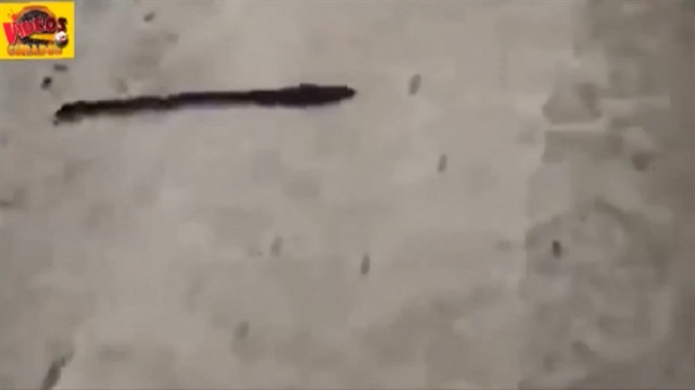 Anne fare ve yavrularından yılan taklidi