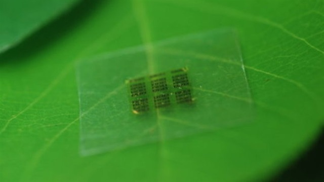 İşte bir yaprağın üzerinde dinlenen selüloz nanofibril bilgisayar işlemcisi.
