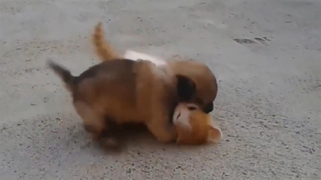Dünyanın en tatlı kedi köpek kavgası