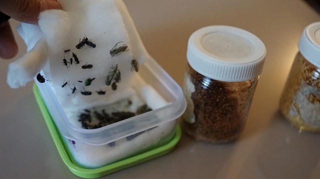 Otel odasındaki çantasında 69 çeşit böcek bulunan T.T.'nin böcekleri bozulmaması için kimyasal maddeli bezin içinde sakladığı görüldü.