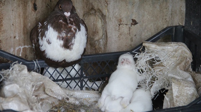 Tavşanları sahiplenen balon cinsi güvercin Bulgaristan'dan getirilmiş.