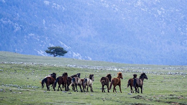 Antalya'nın İbradı ilçesindeki Eynif Ovası'nda yaşayan ve sayıları 400'ü bulan yılkı atları, bölgeye gelen yerli ve yabancı turistlerden büyük ilgi görüyor. Su ve yiyecek sorunu yaşamayan ve zamanla çoğalan vahşi atların sayısı 40-50 sürü halinde 400'ü buldu. 