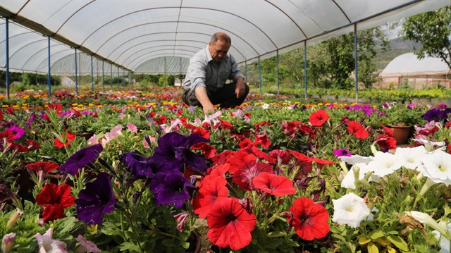 İzmir Bayındır'daki çiçek üreticileri, belediyelerin taleplerine yetişmeye çalışıyor.