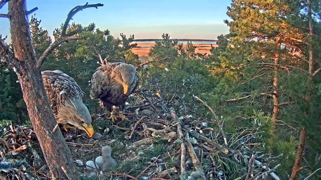 Estonya'da kuş bilimciler kartal yuvasına kamera koyarak canlı yayın yapıyorlar.