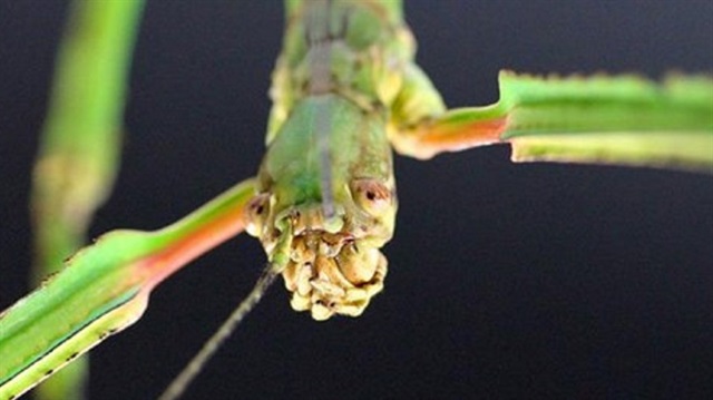 "Phryganistria chinensis Cao" olarak adlandırılan böcek 62 santimetrelik boyuyla dünyanın en uzun böceği oldu.