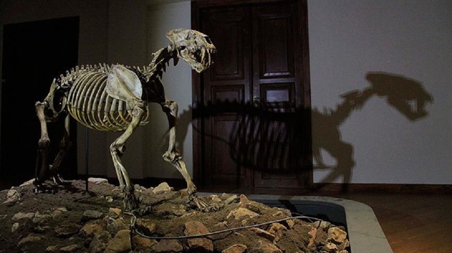 Çankırı Kültür ve Turizm Müdürlüğü binasındaki müzede sergilenen 8,5 milyon yıllık fosiller, artık yeni Çankırı Müzesi'nde sergilenecek.