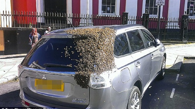 İngiltere'nin Galler bölgesinde yaşayan Carol Howarth'ın aracı, kraliçe arının bagaja girmesiyle on binlerce arının istilasına uğradı. 