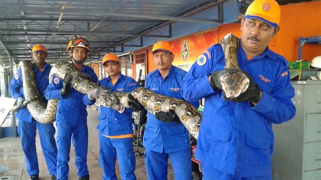 Malezya'nın Penang adasında yakalanan ve dünyanın en uzun yılanı olduğu düşünülen dev piton yılanı, resmi ölçümler yapılamadan yakalandıktan kısa süre sonra öldü.