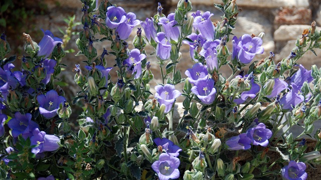 Aydın'da bulunan tüylü çan çiçeğinin dünyada yalnızca 300 çeşidi var.