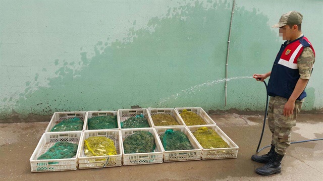 Kaçak yollarda avlanan 71 kilo kurbağa ele geçirildi.