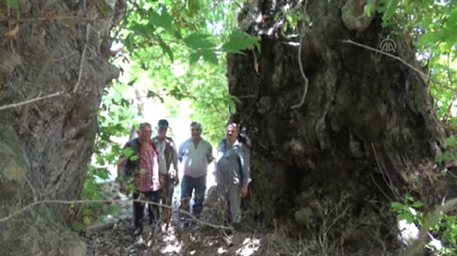 Bodrumdaki bin yıllık dev çınara gözü gibi bakıyorlar