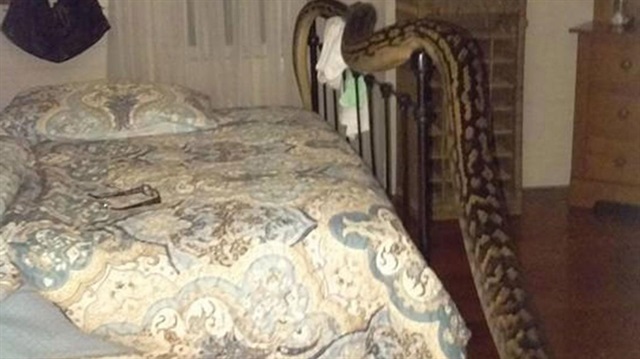 Yatak odasına giren dev piton, 5 metreden uzun ve 40 kilogramdan daha ağır. 