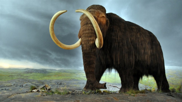 Meksika'da 14 bin yıllık mamut fosili bulundu.