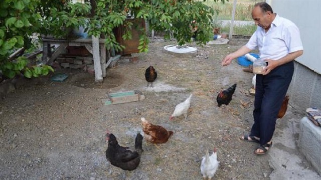 Beslediği tavuklarından biri 3 sarılı yumurta yumurtlaması şoke etti. 