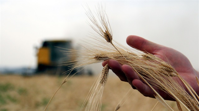 Yüzde 30 rekolte artışı ve son 20 yılın en kaliteli buğdayı ile üretici çifte bayram yapıyor. 