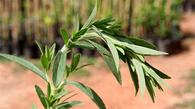 ÇAYKUR'da bu yılın ilk stevia hasadı yapıldı.

