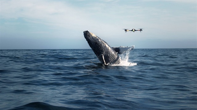 Okyanusta yaşayan ve nesli tükenmekte olan balina ve yunusların günlük yaşantıları drone'lar ile takip edilecek.