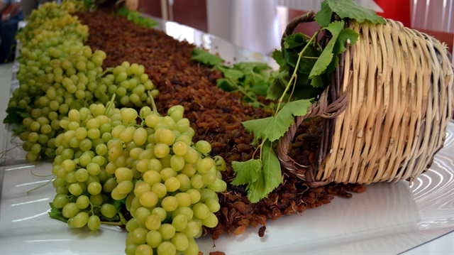 Türkiye’nin geleneksel ihraç ürünlerinden sultani yaş üzümde ihracat, 3 Ağustos 2016 Çarşamba günü start alıyor.