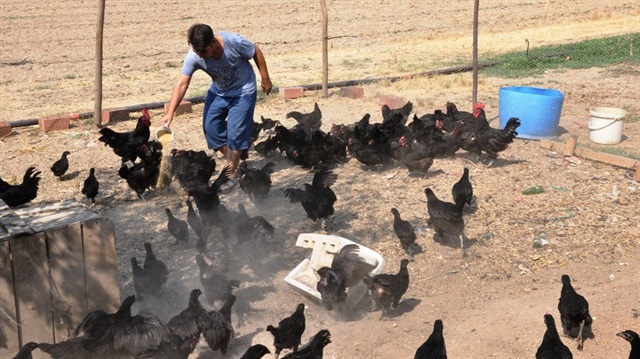  Mustafa Saygılı tavuklarıyla büyükbaş hayvanların getirisinden daha fazla para kazanıyor.