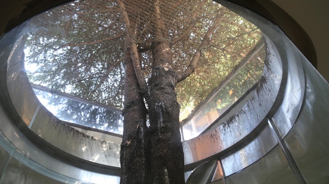 Rize'de çav evinin inşaatı içinde kalan 2 ladin ağacı korumaya alındı. 