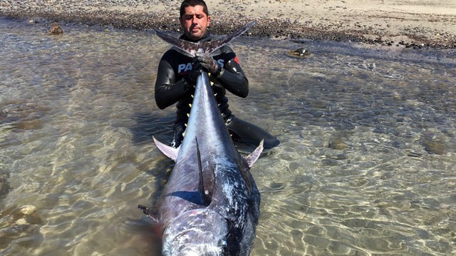 Ozan Önen 130 kiloluk balığı kıyıya çıkardı.