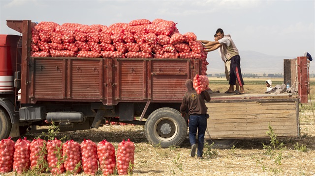 Kuru soğanın tarla fiyatı gerilerken, üreticiler ümitlerini ihracata bağladı.