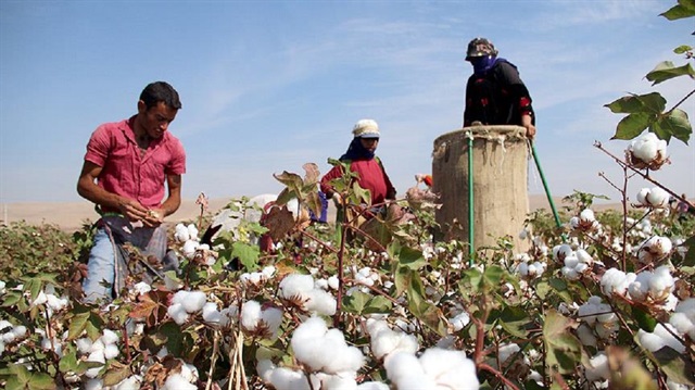 Türkiye'nin pamuk üretiminin önemli kısmının yapıldığı Şanlıurfa'nın Harran Ovası