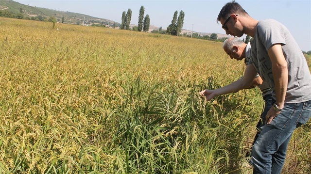 Balikesir Manyas Ta Celtik Hasadi Basladi