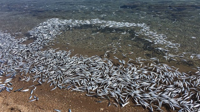 Sahile vuran yüzlerce balık böyle görüntülendi.