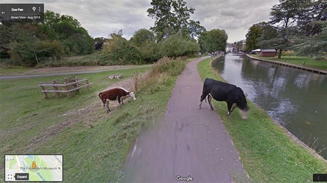 Google Maps gizliliği abartıp ineğin yüzünü bulanıklaştırdı!