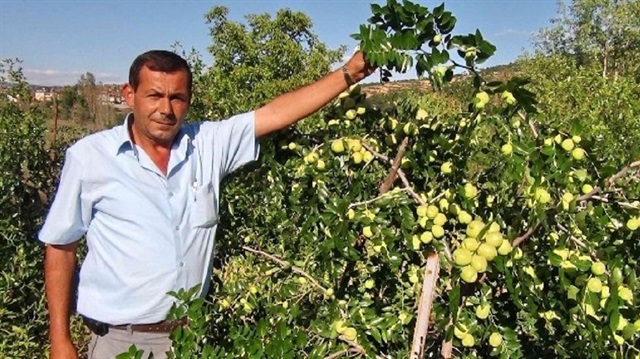 Yeşilköy’de çiftçilik yaparak geçimini sağlayan Ahmet Kahraman Hünnap yetiştiriciliği yapıyor.
