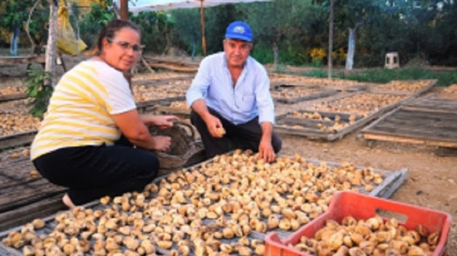 İzmir'in Ödemiş ilçesinde kuru incir hasadındaki rekolte üreticileri memnun etti.