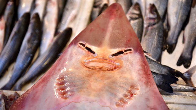 İnsan yüzlü 'sapan balığı' meraklıları balık pazarına topladı