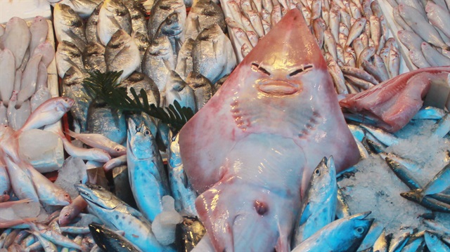 1 metrenin üzerindeki boyu ile tezgahları süsleyen balığın, köpek balığı cinsinden olan ’sapan’ balığı olduğu belirtildi.
